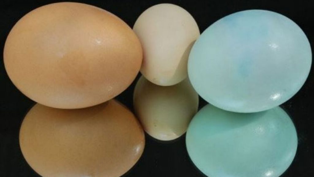 Manakah Yang Paling Bagus Di Antara Telur Puyuh, Telur Ayam Dan Telur Bebek Untuk MPASI ?