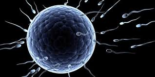 10 Fakta Sel Sperma Yang Wajib Diketahui Pasutri