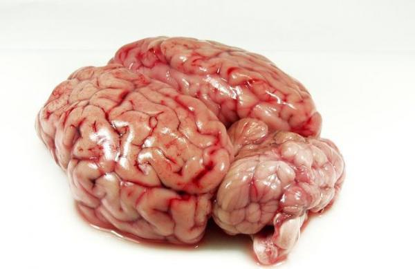 Otak Sapi Ternyata Bagus Untuk Tumbuh Kembang Bayi Dan Balita
